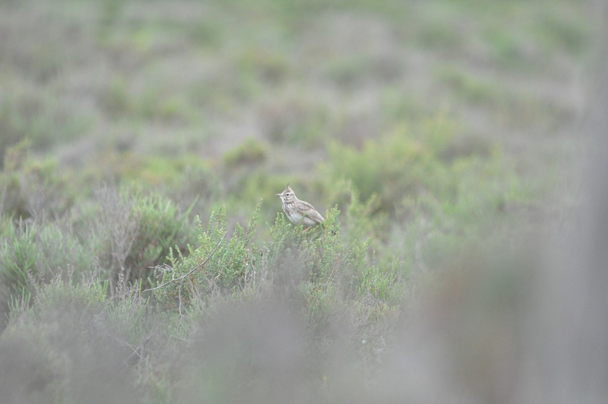 Crested Lark - Samuel Hilaire