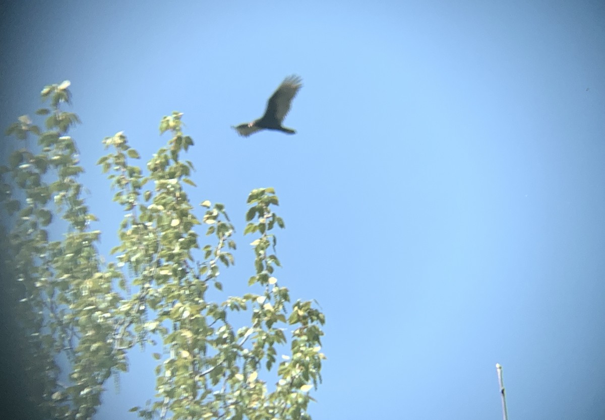 Turkey Vulture - August Palmer