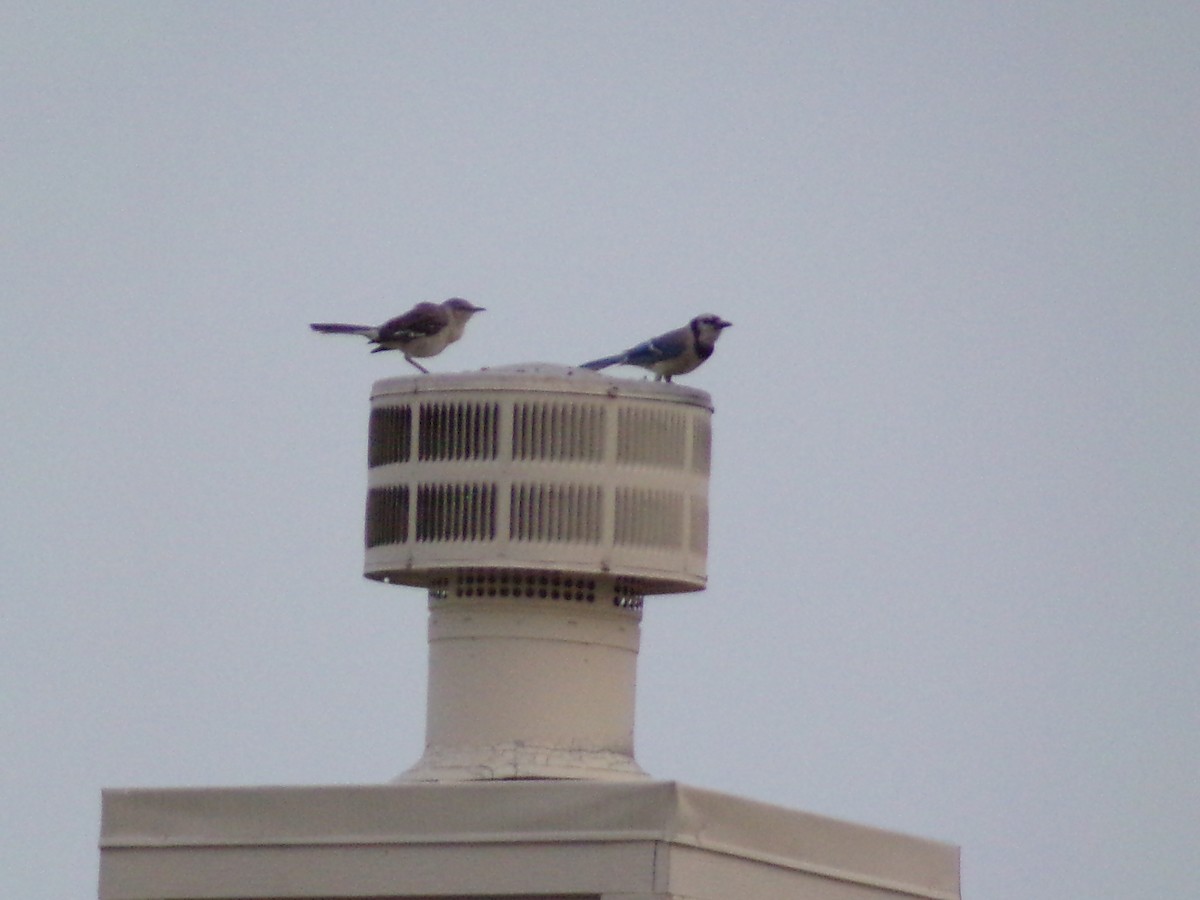 Northern Mockingbird - Texas Bird Family