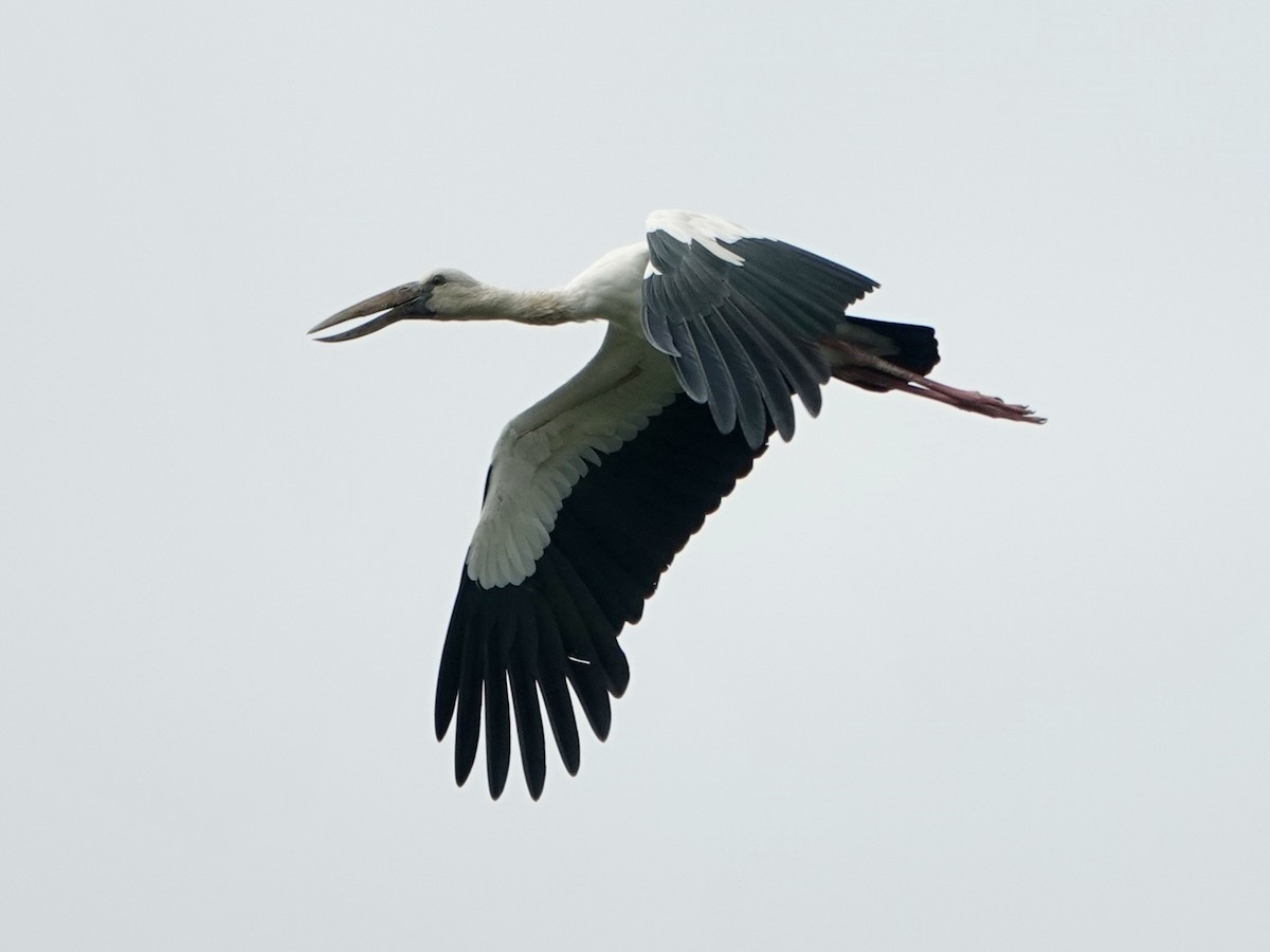 Asian Openbill - Daniel Néron