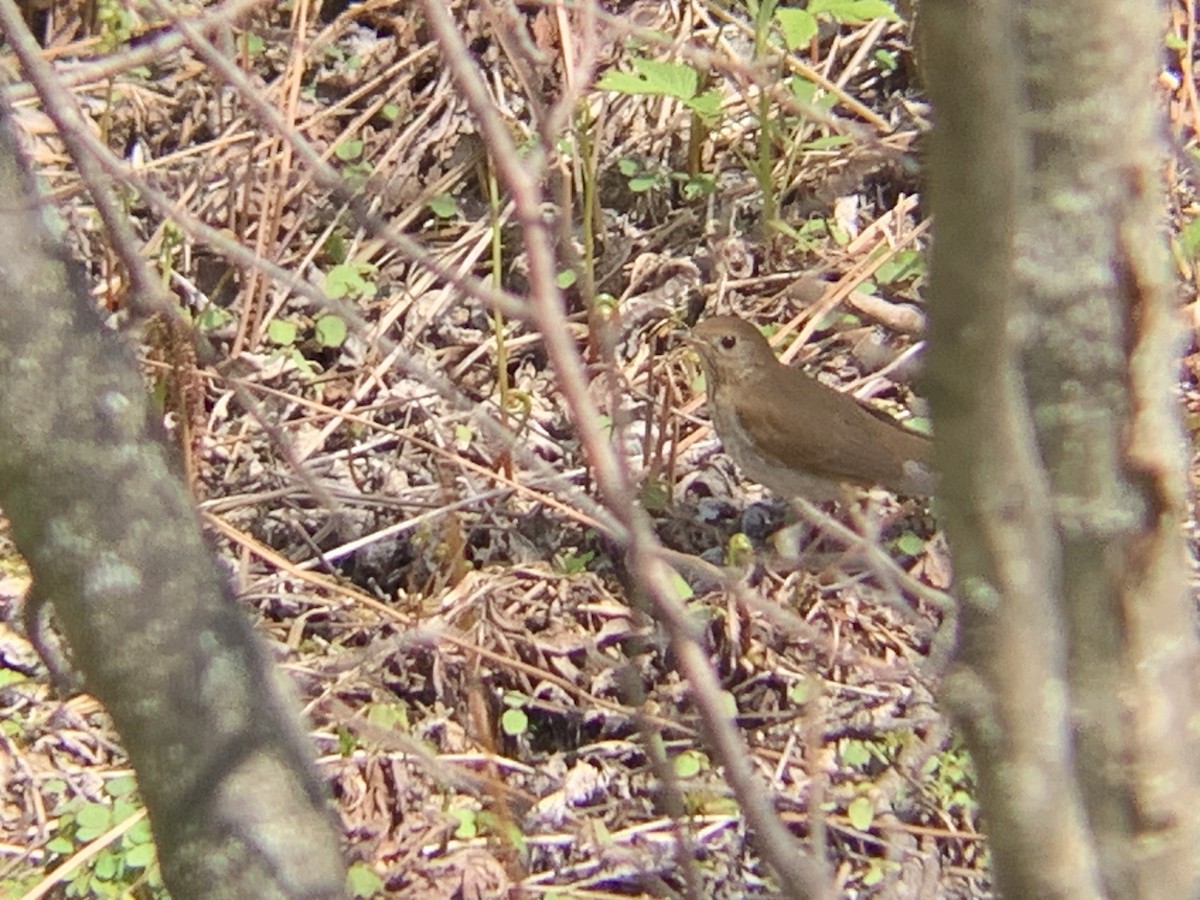 Veery - August Palmer