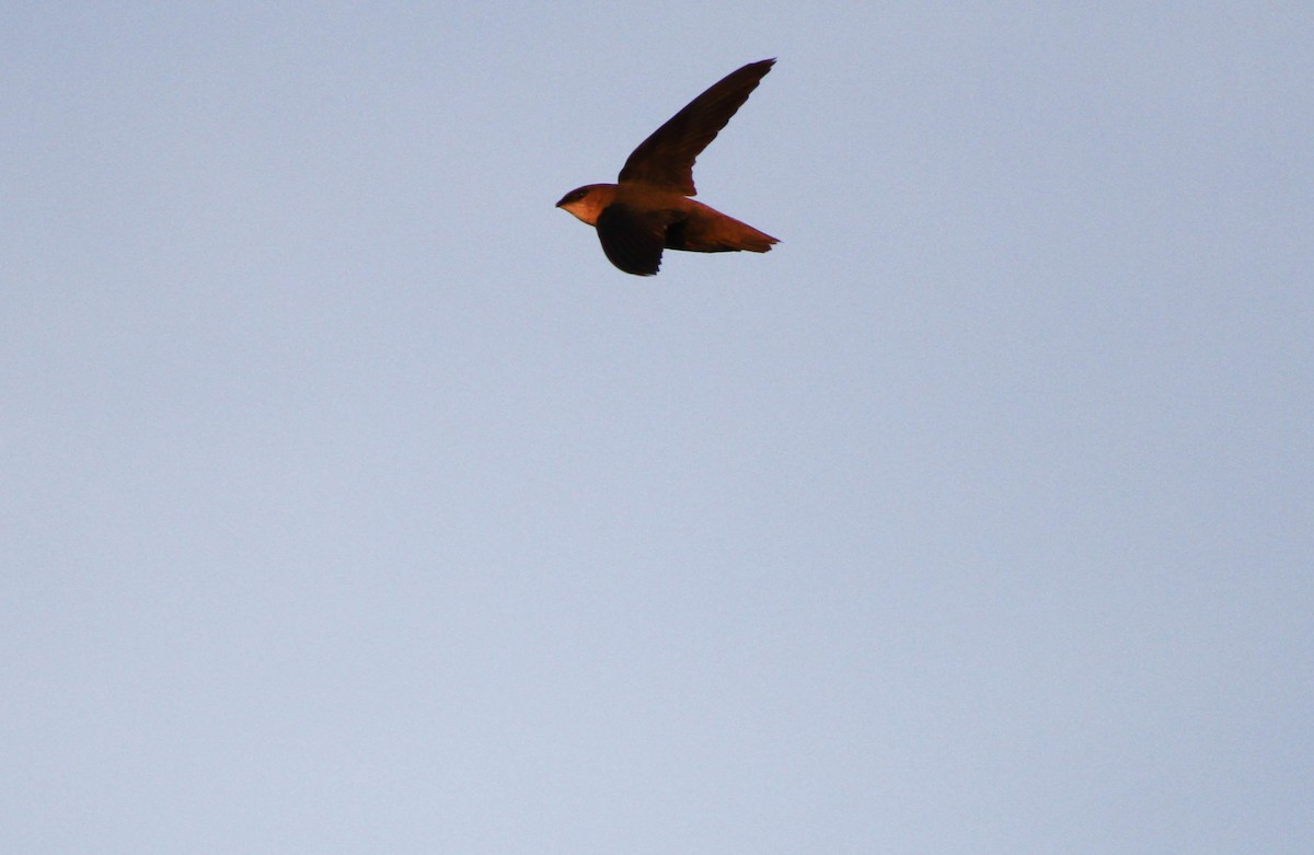 Chimney Swift - Christian Scheibe