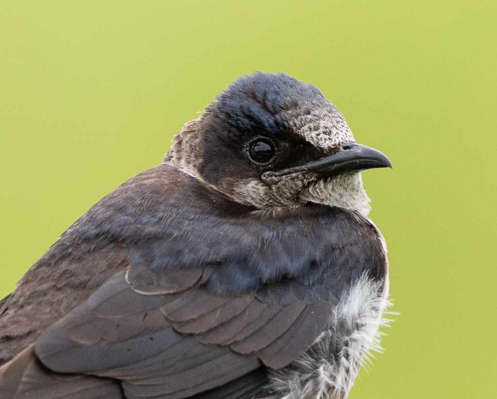 Purple Martin - Kevin Rutherford