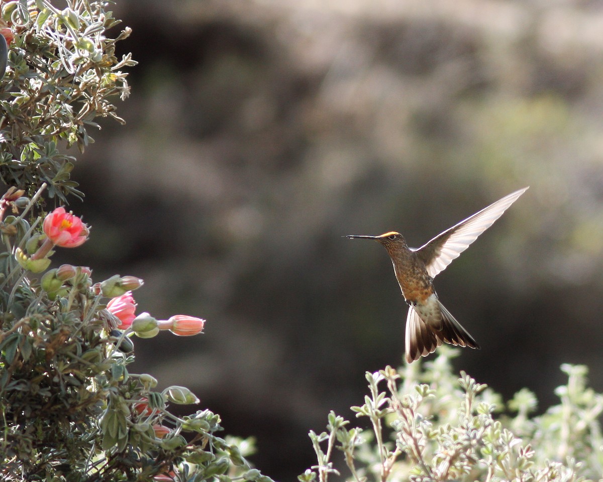 Giant Hummingbird - Per Smith