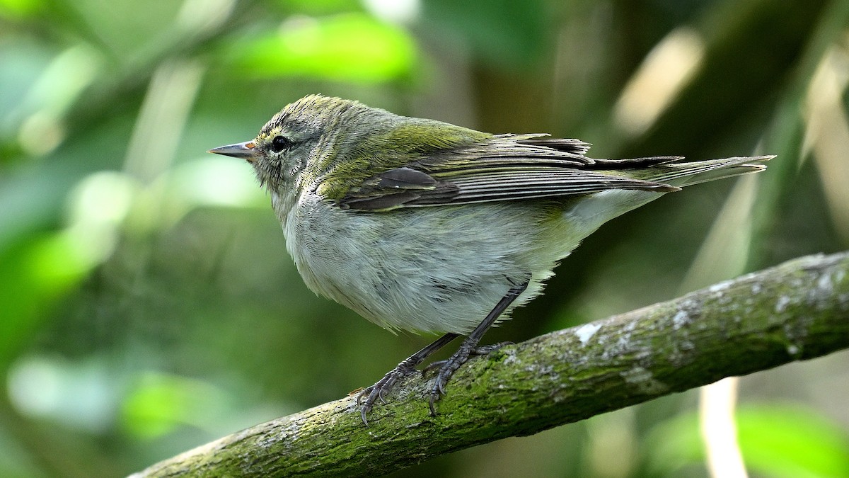 Tennessee Warbler - Steve Butterworth