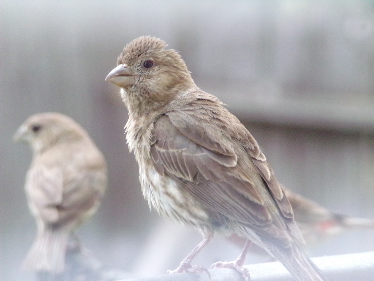 House Finch - Texas Bird Family