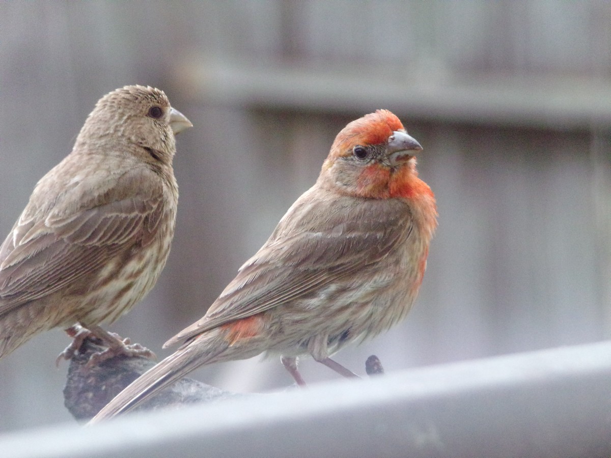 House Finch - Texas Bird Family