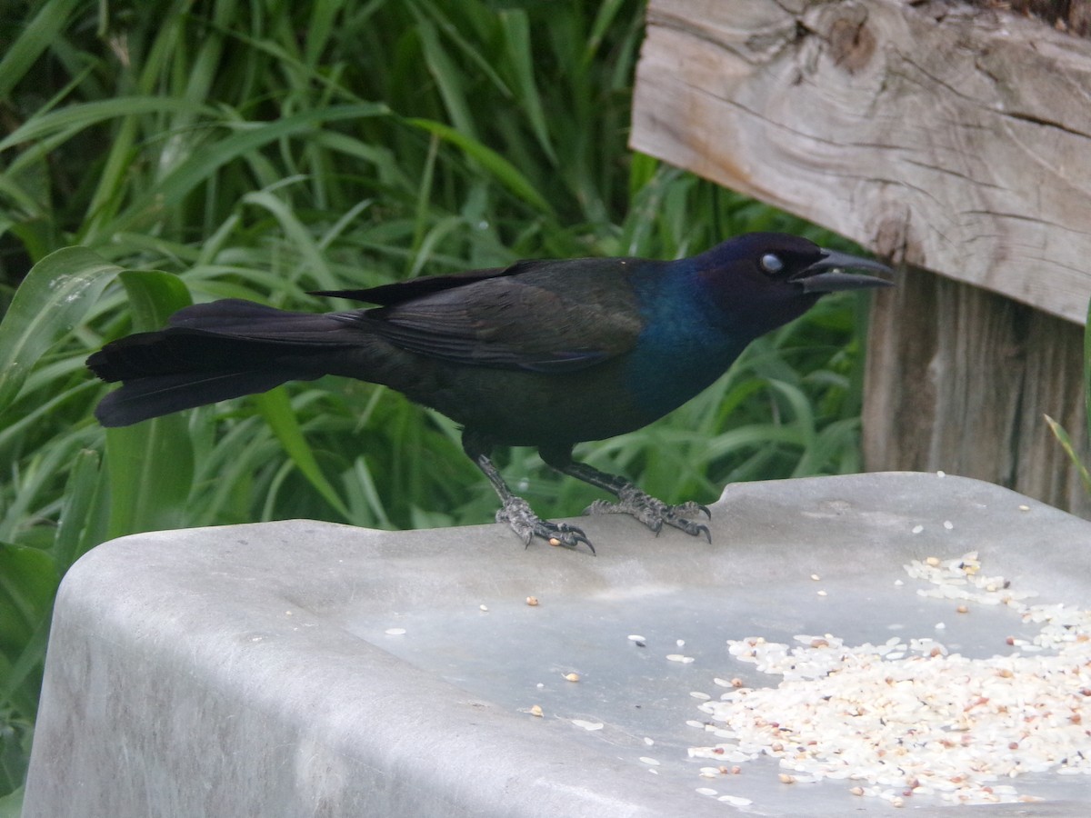 Common Grackle - Texas Bird Family