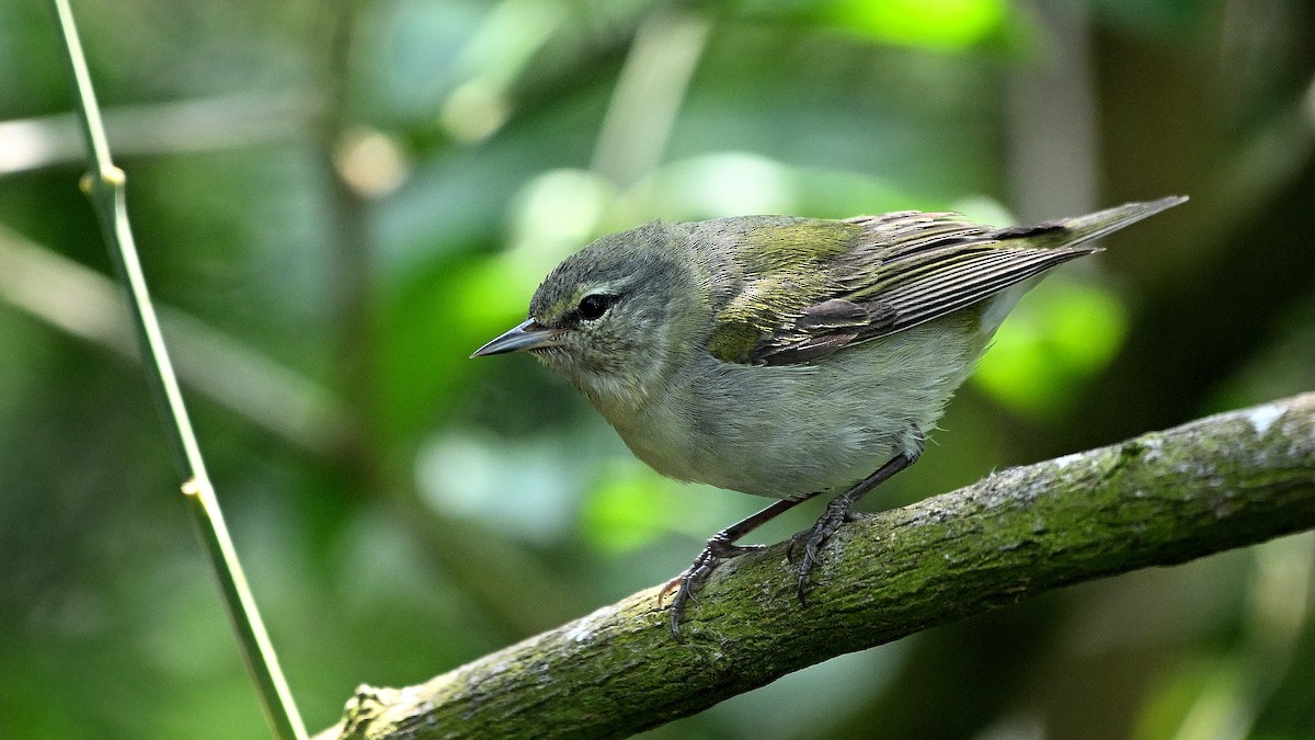 Tennessee Warbler - Steve Butterworth