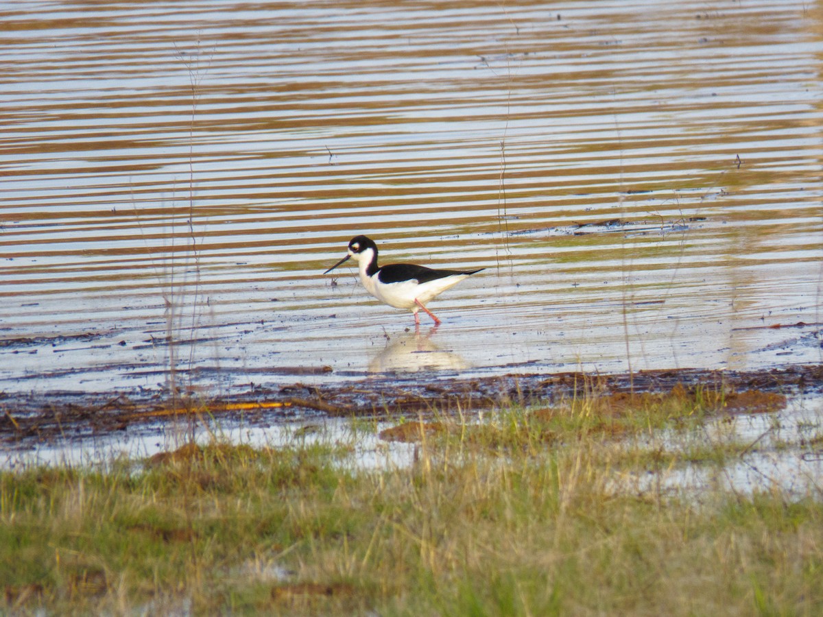 Black-necked Stilt - ML619441310