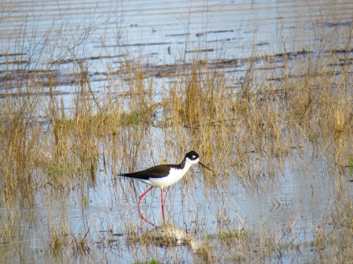 Black-necked Stilt - ML619441311