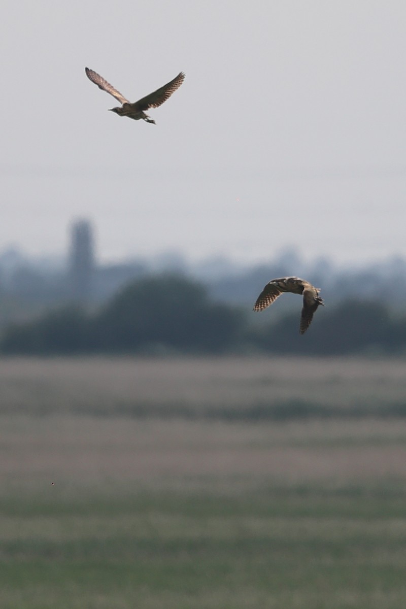 Great Bittern - Anonymous