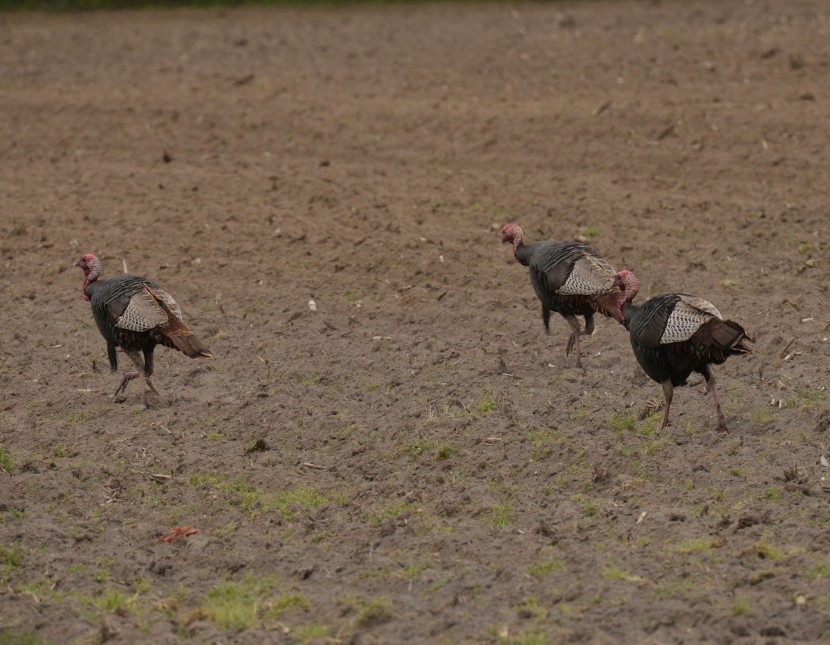 Wild Turkey - ML619441317