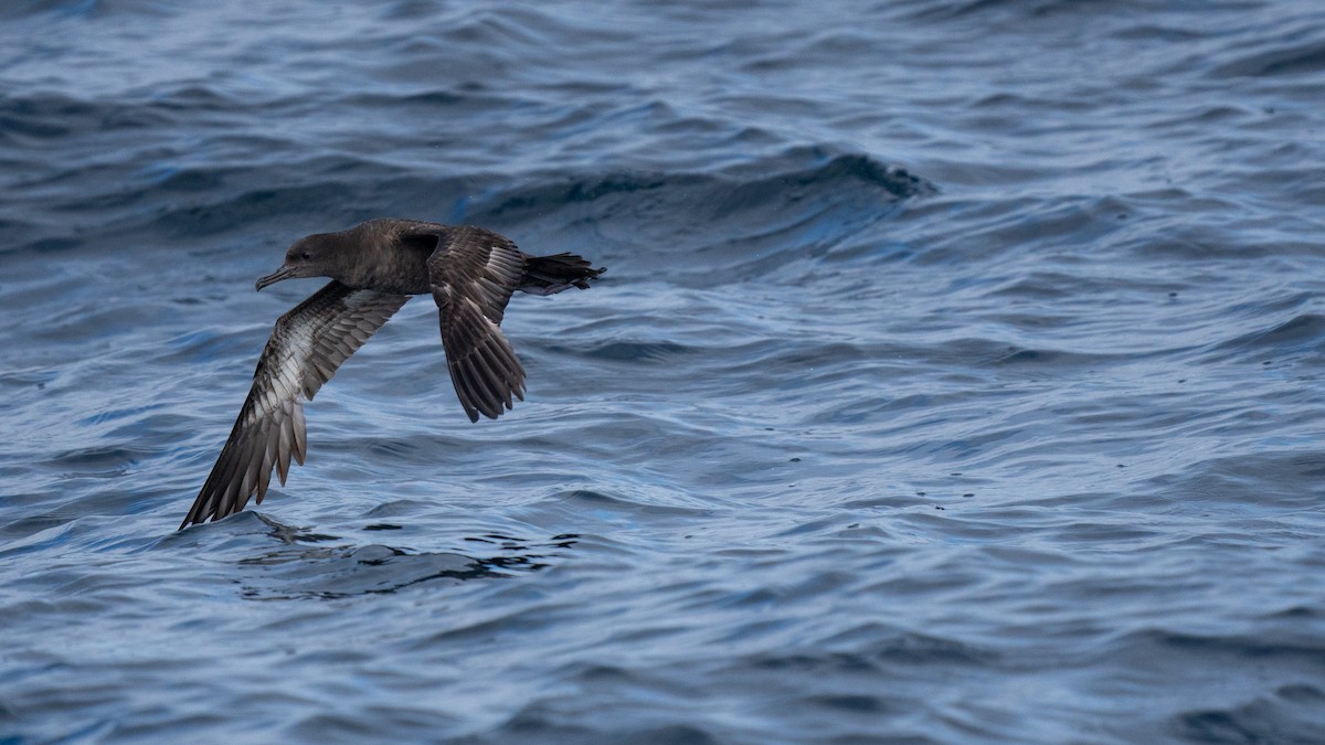 Sooty Shearwater - Jenna A