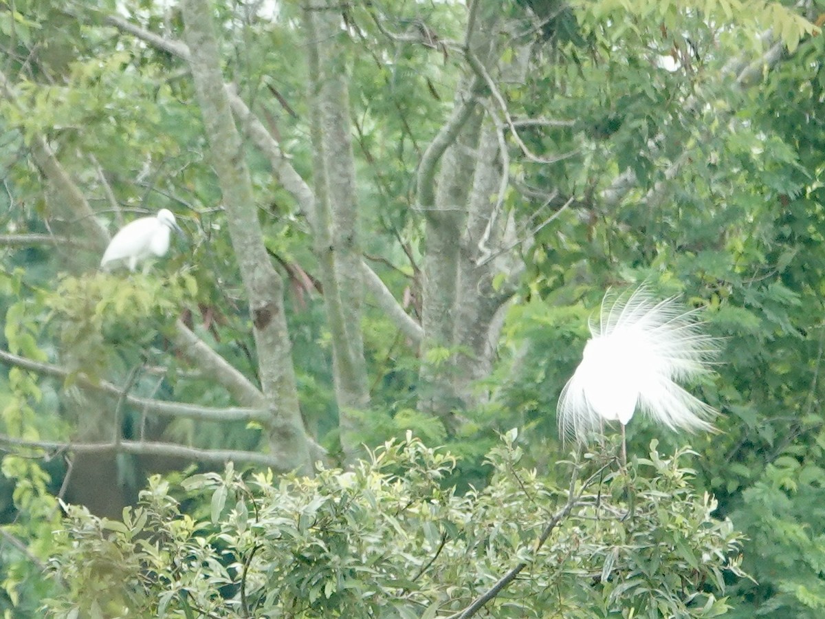 Great Egret - Daniel Néron