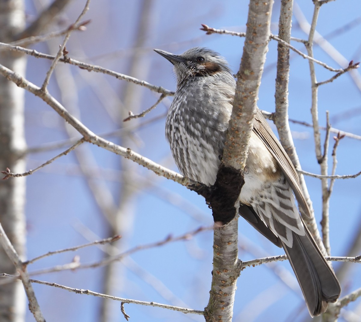 Brown-eared Bulbul - Cliff Halverson