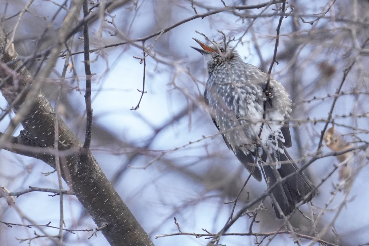 Bulbul à oreillons bruns - ML619441328