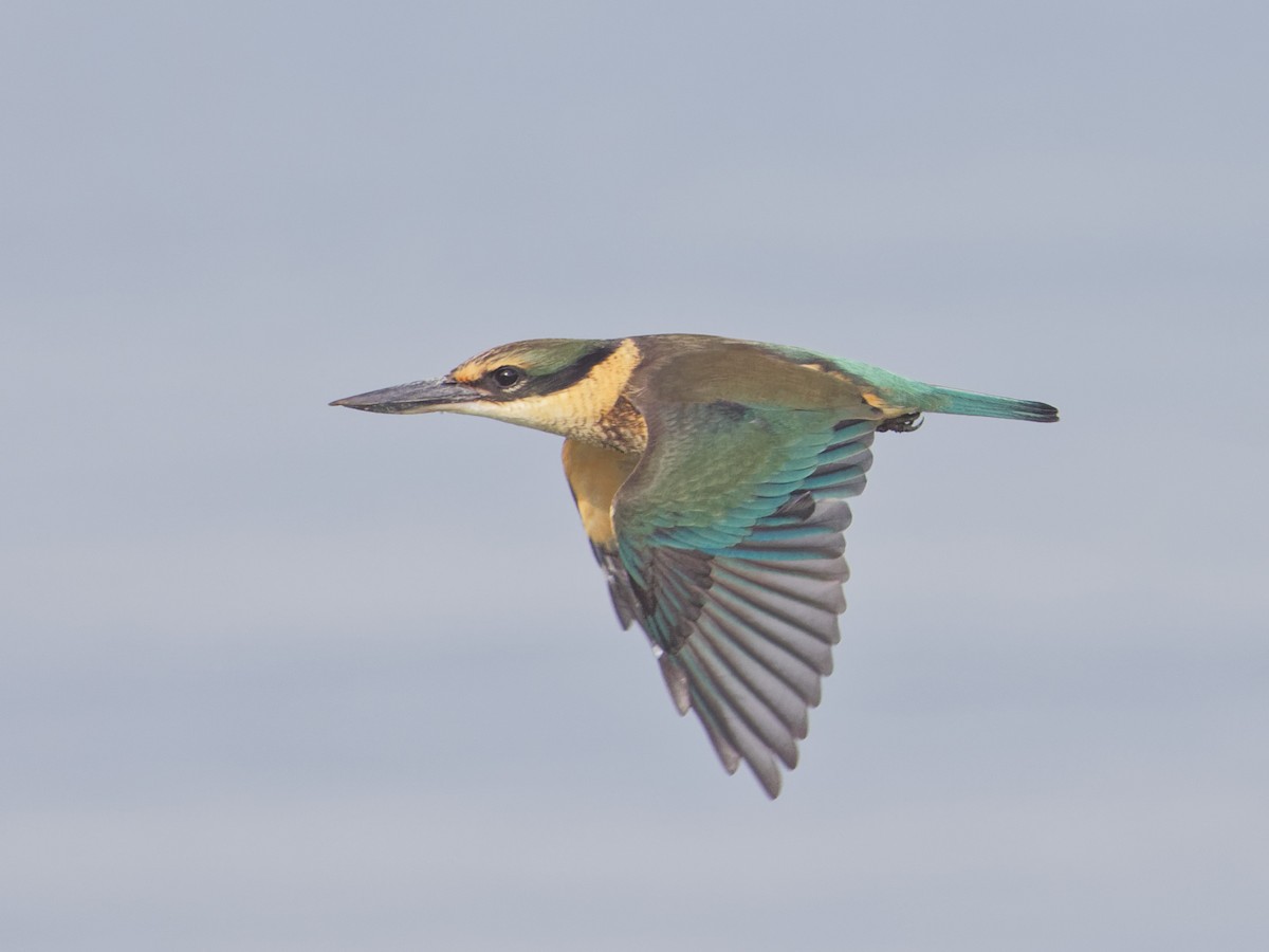 Sacred Kingfisher - Angus Wilson