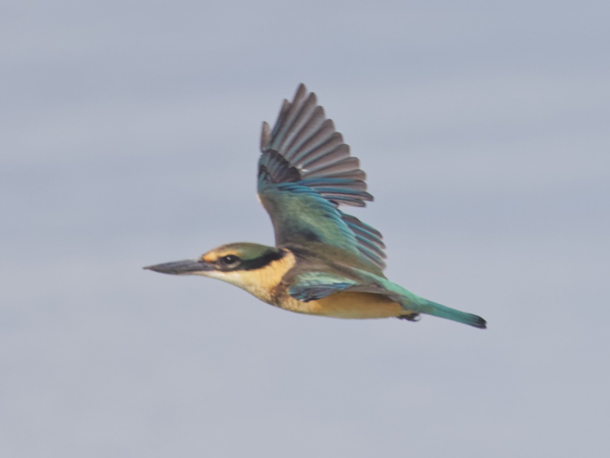 Sacred Kingfisher - Angus Wilson