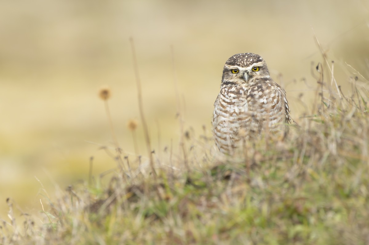 Burrowing Owl - Francisco Castro Carmona