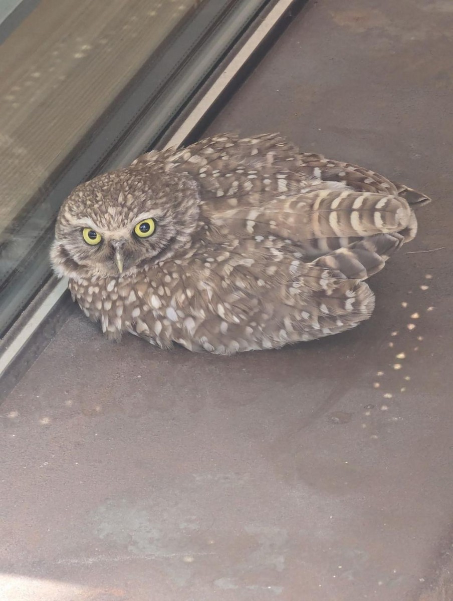 Burrowing Owl - West Kootenay Bird Records