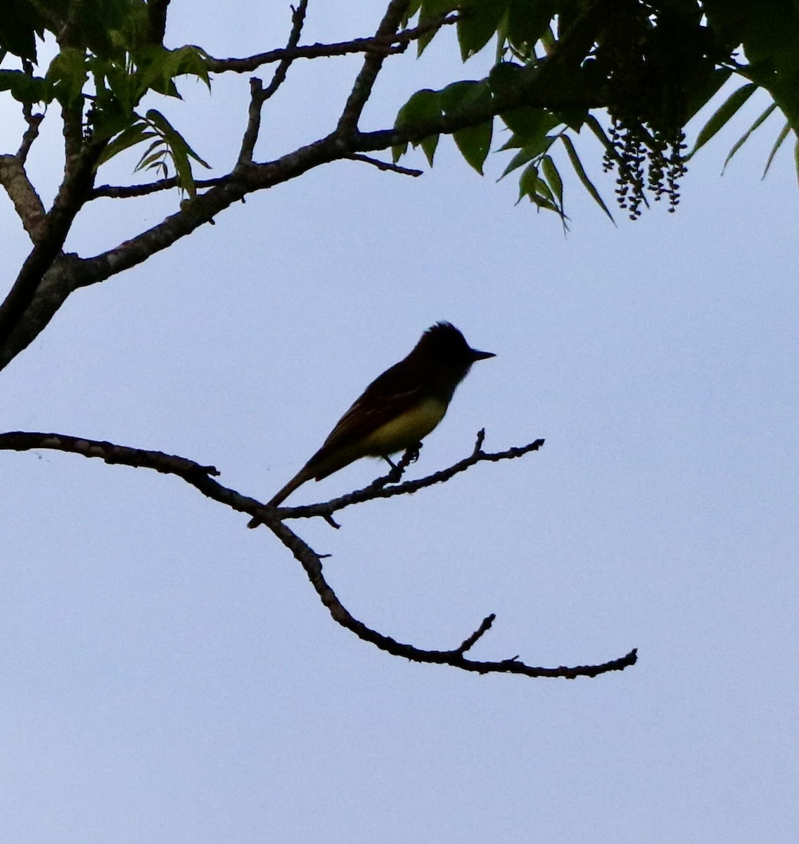 Great Crested Flycatcher - Carla Morris