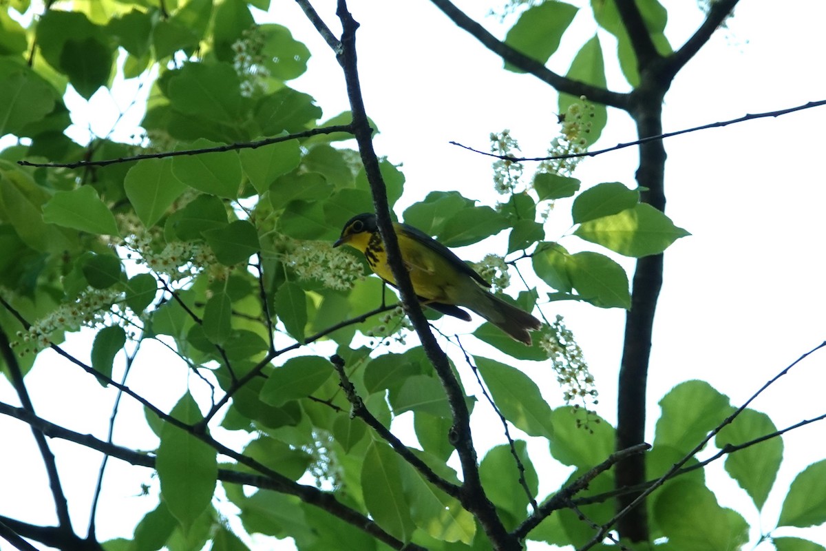 Canada Warbler - George Wallace