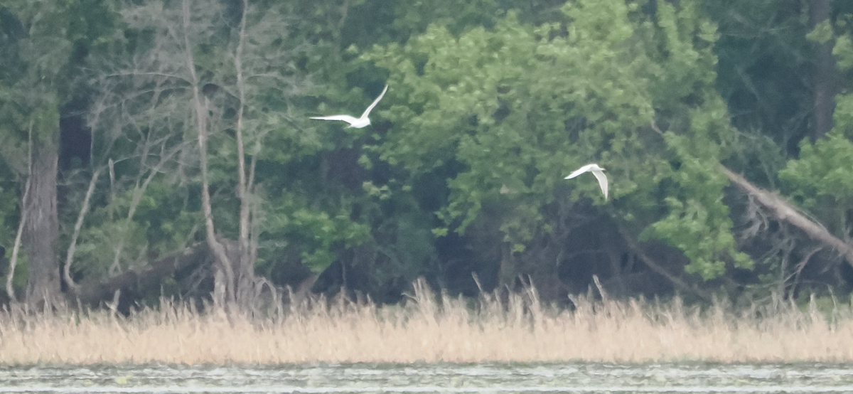 Caspian Tern - Jonathan Ferguson