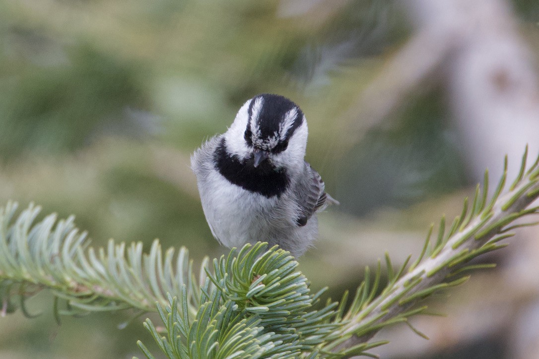 Mountain Chickadee - Gordon Atkins