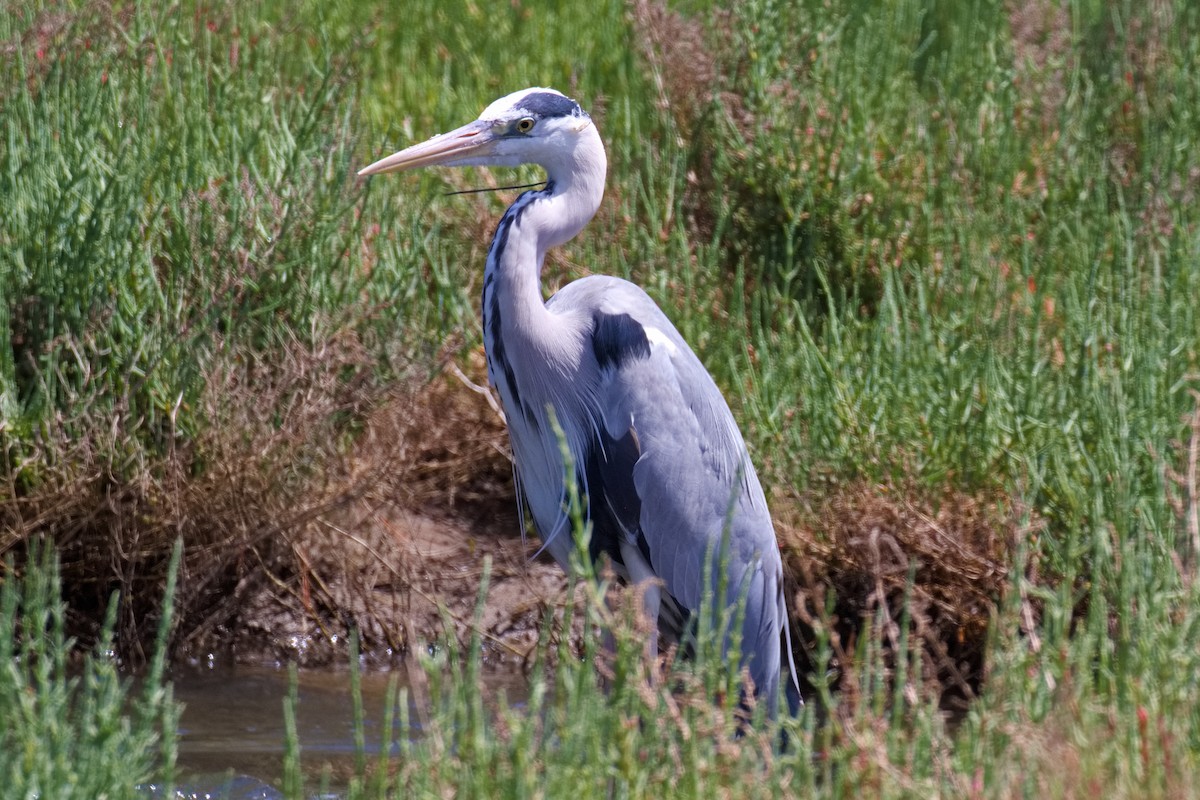 Gray Heron - Bruce Kerr