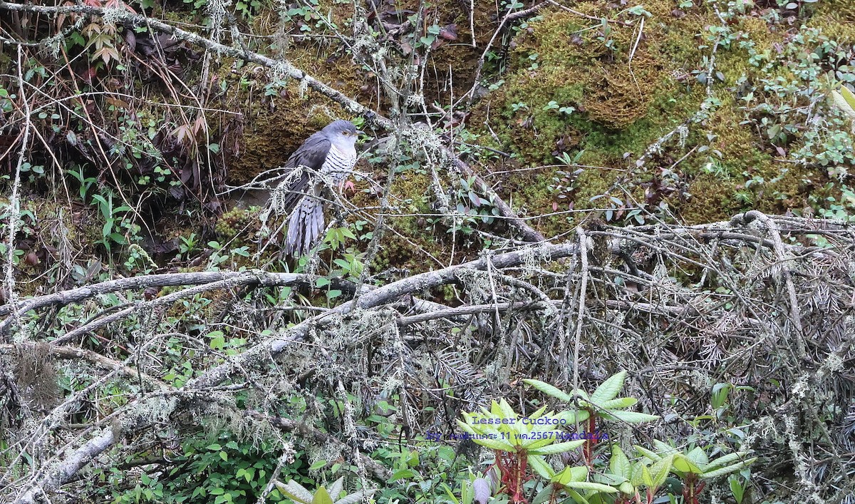 Lesser Cuckoo - Argrit Boonsanguan