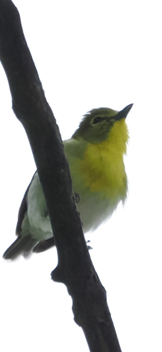 Yellow-throated Vireo - Jonathan Ferguson