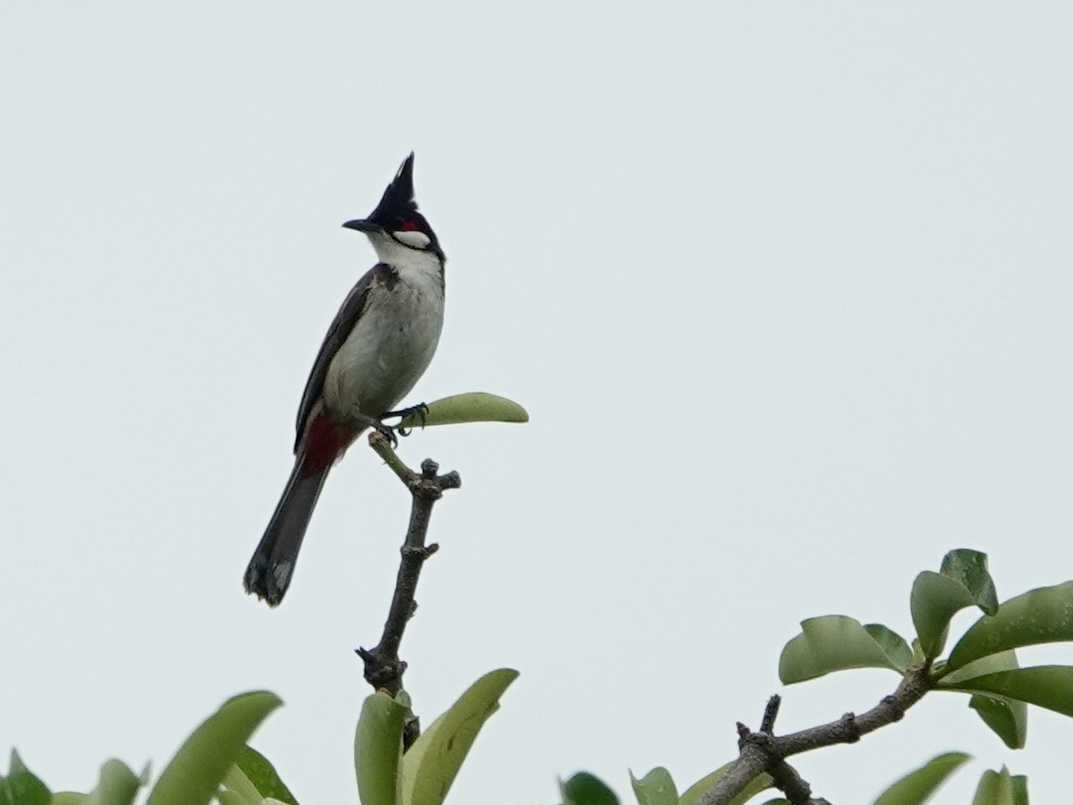 Black-crested Bulbul - Daniel Néron