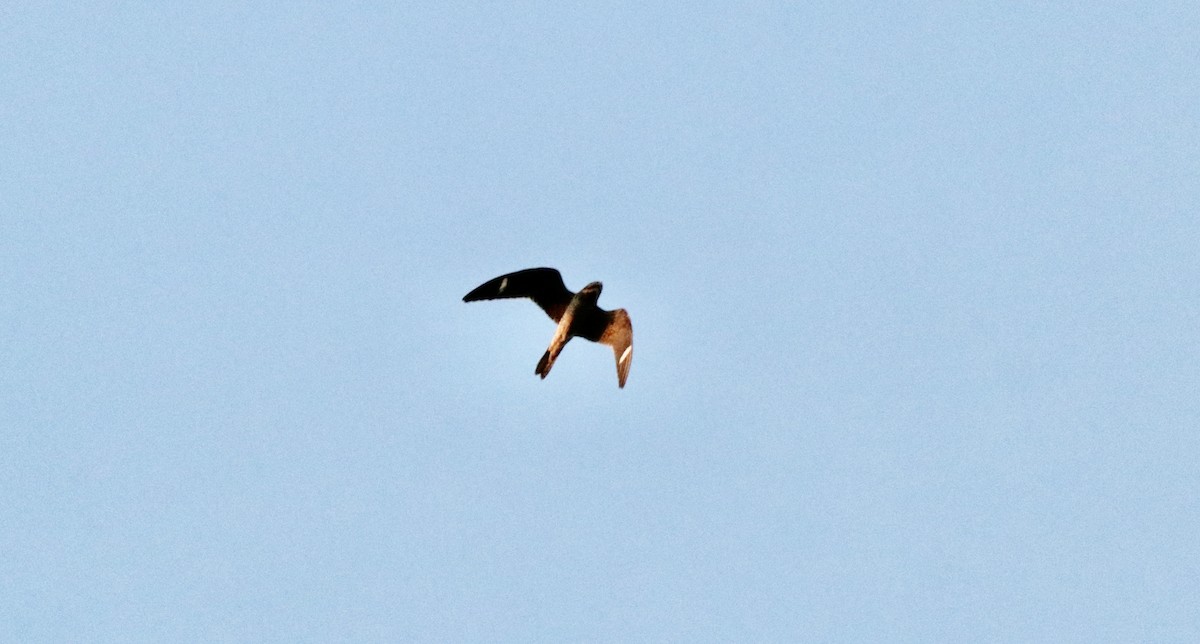 Common Nighthawk - Carla Morris