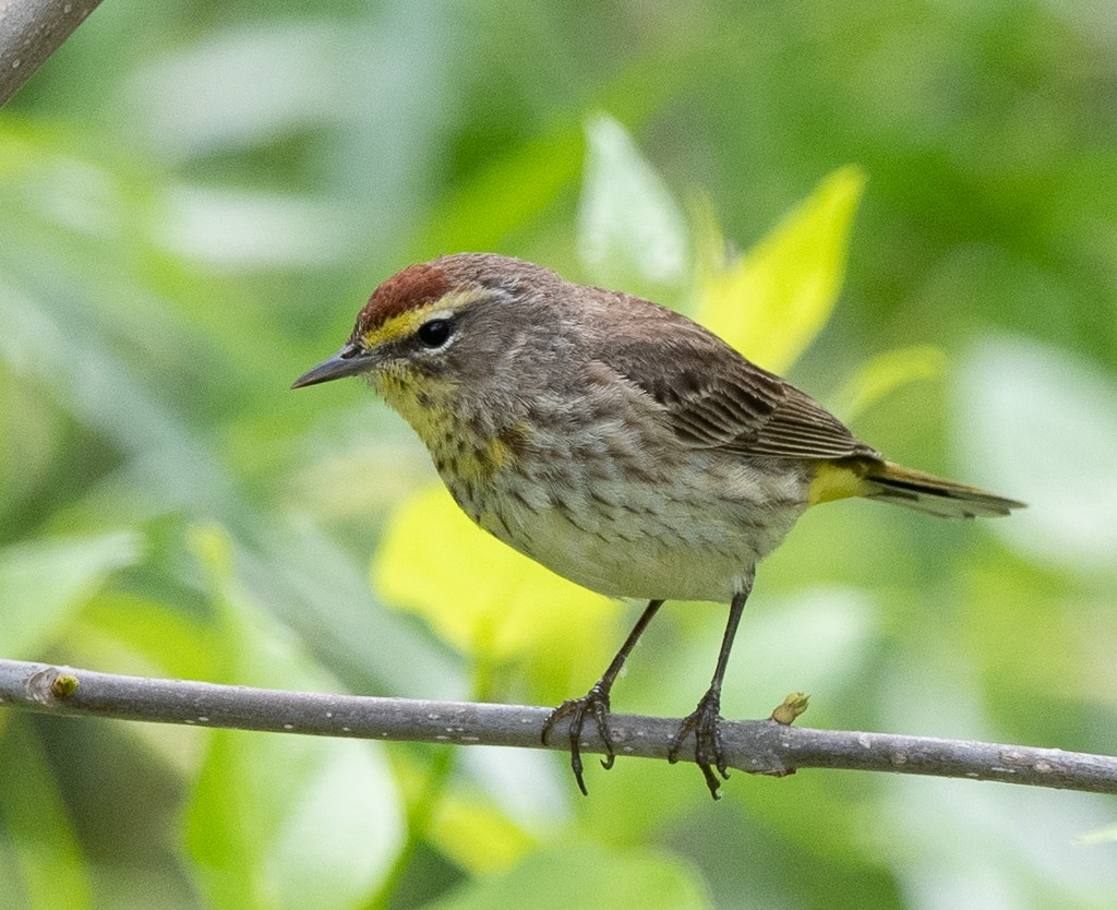 Palm Warbler - Kevin Rutherford