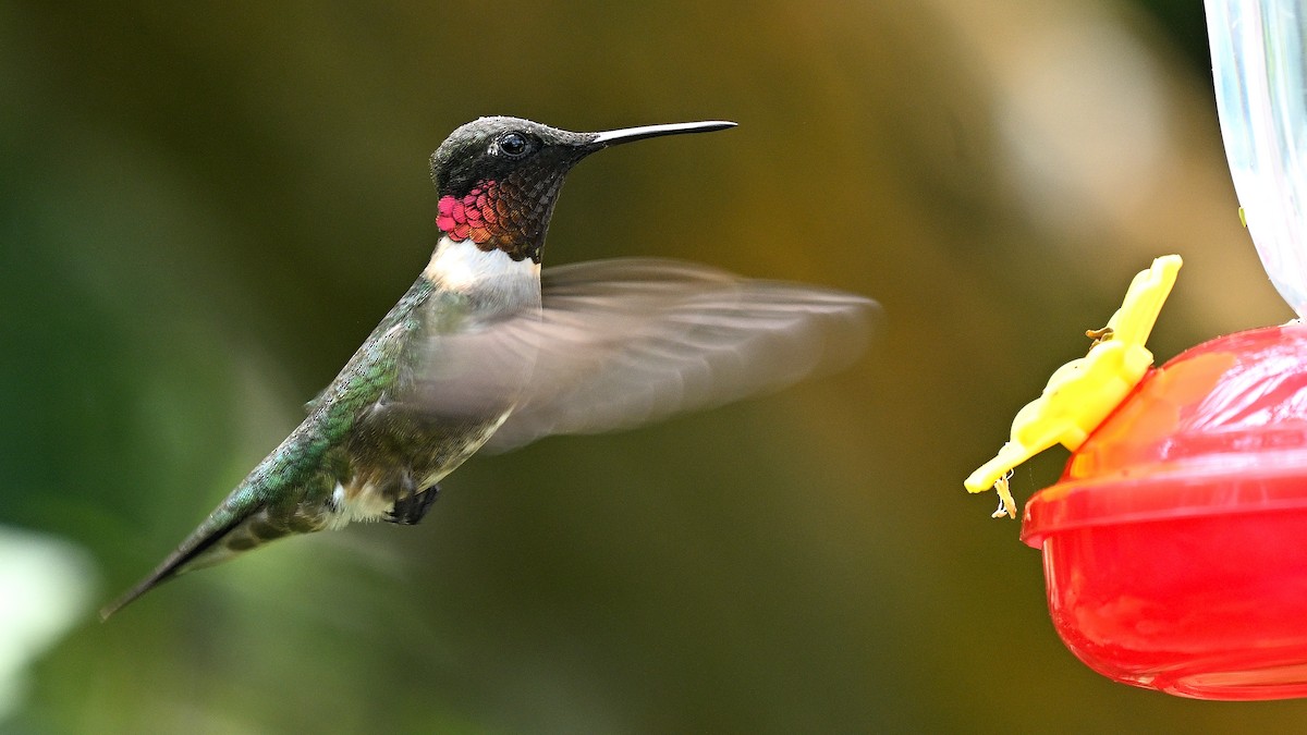 Ruby-throated Hummingbird - Steve Butterworth