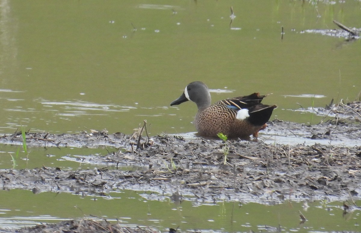 Blue-winged Teal - Matt Tobin