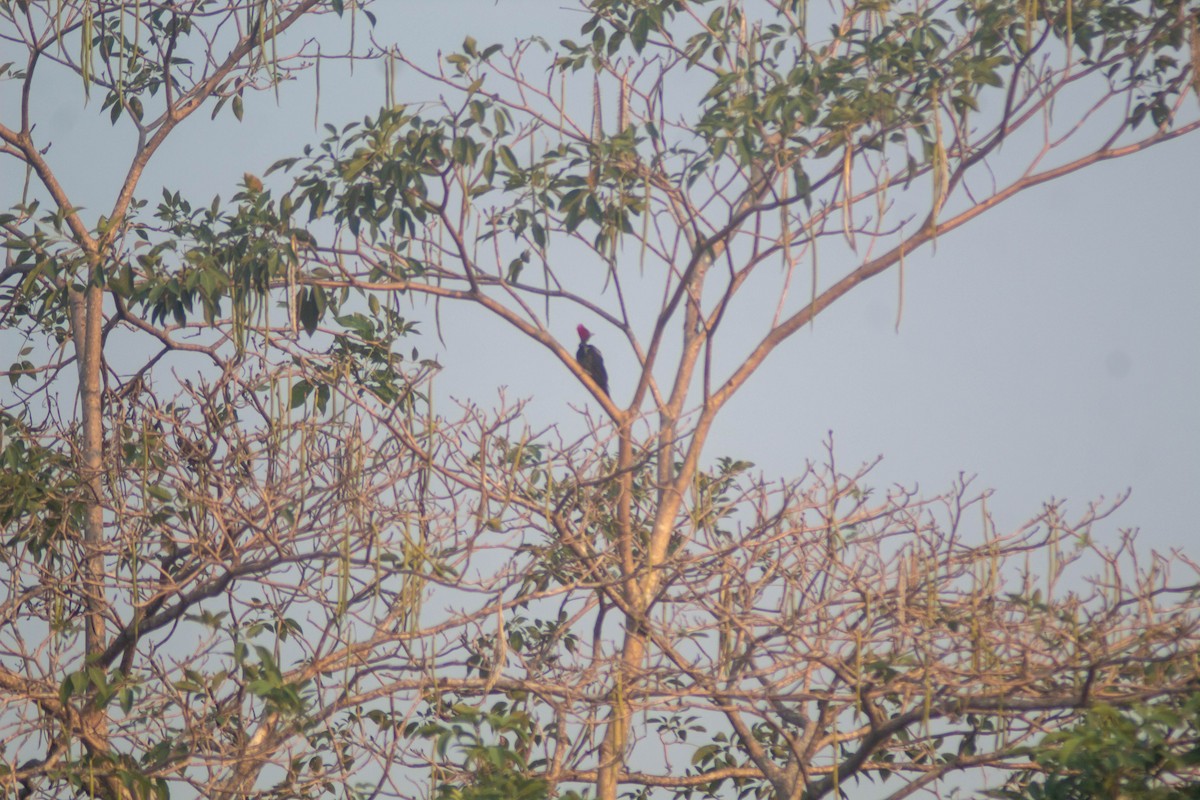 Lineated Woodpecker - Manuel de Jesus Hernandez Ancheita