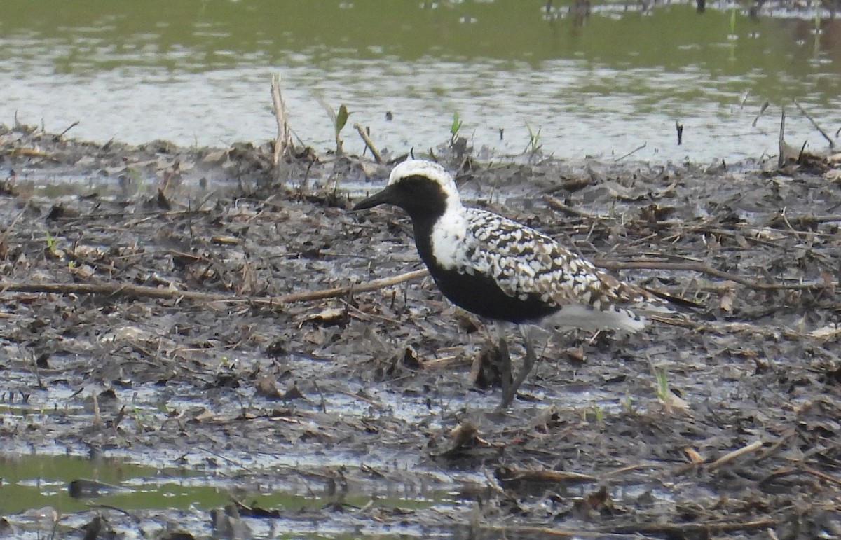 tundralo - ML619441405