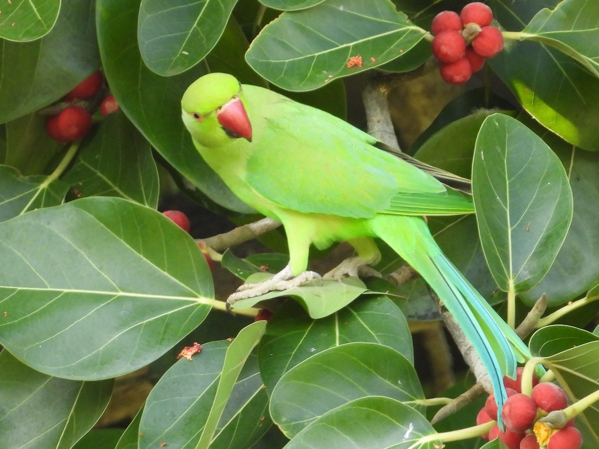 Yeşil Papağan - ML619441406