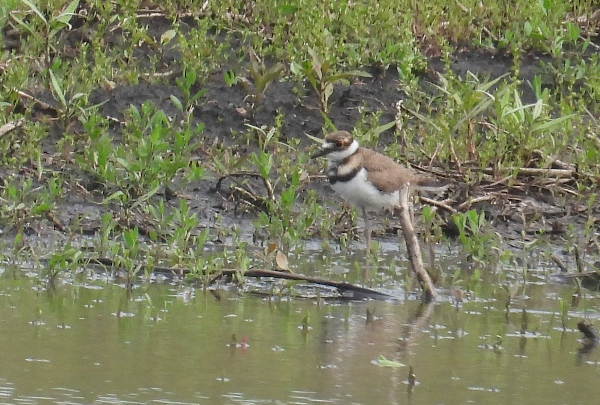 tobeltelo - ML619441410