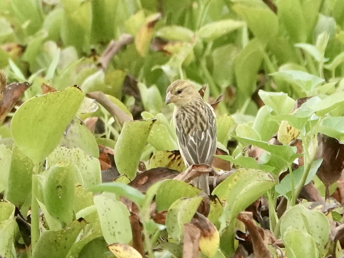 Baya Weaver - Daniel Néron