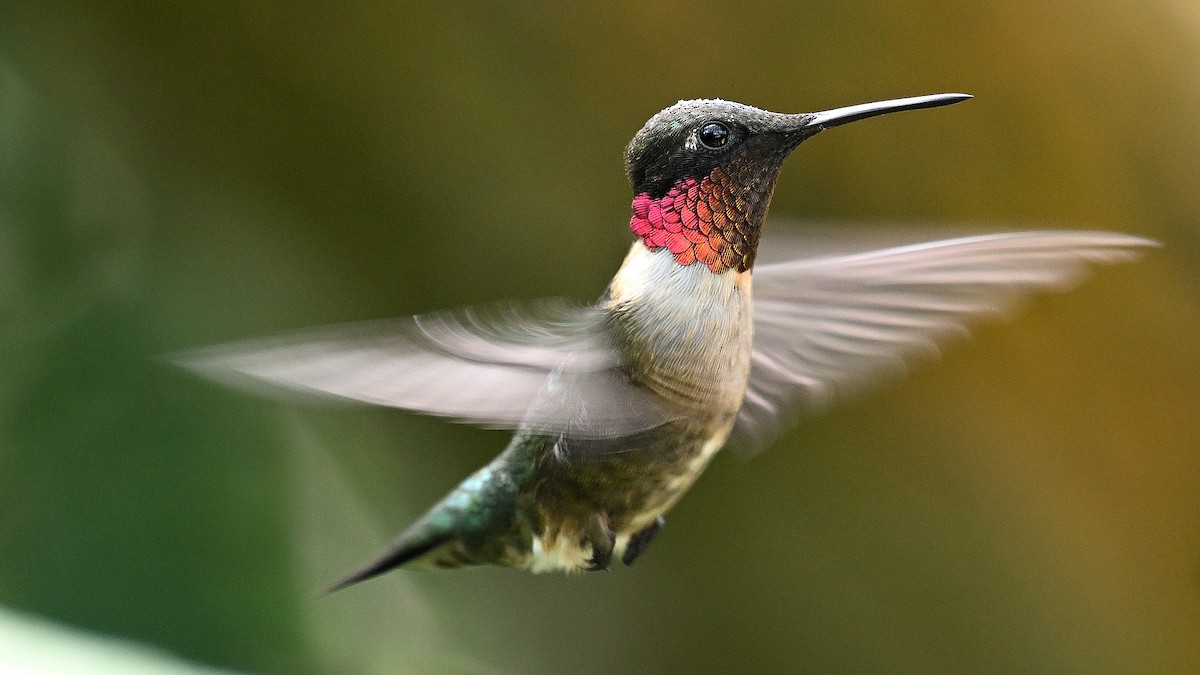 Ruby-throated Hummingbird - Steve Butterworth