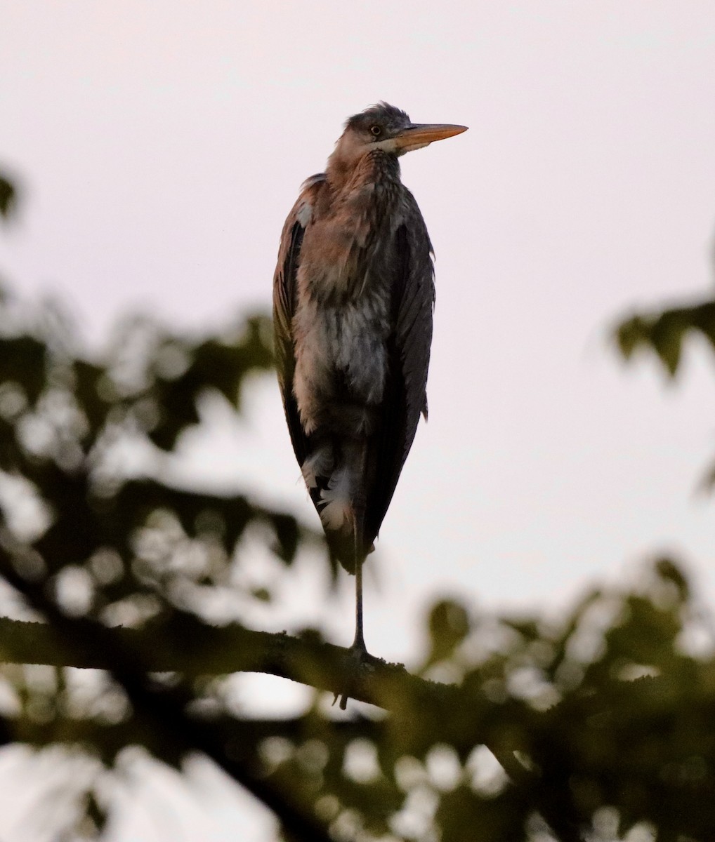 Great Blue Heron - Carla Morris