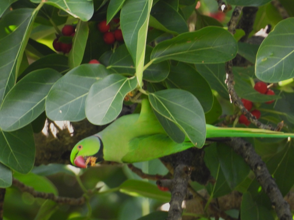 Rose-ringed Parakeet - Nick Komar
