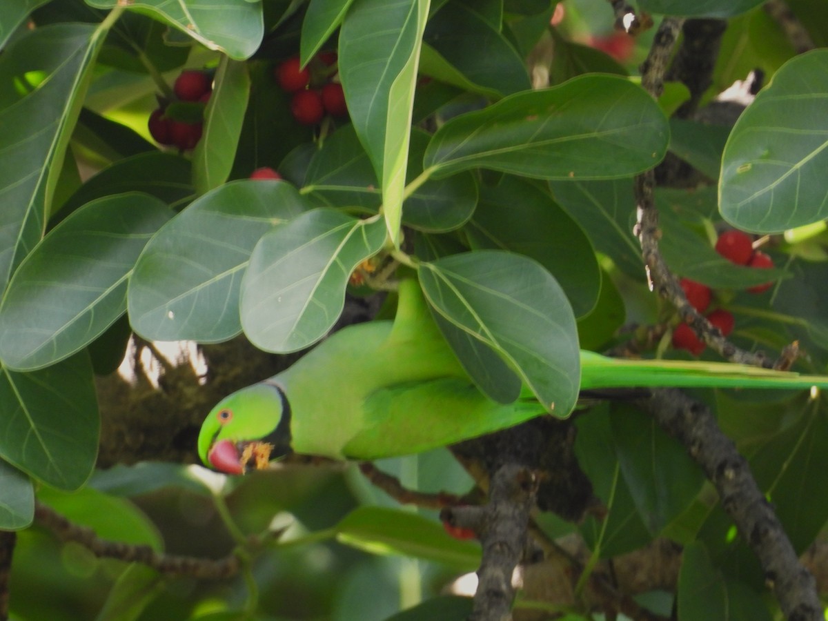 Rose-ringed Parakeet - ML619441414