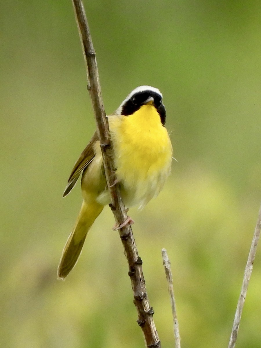 Common Yellowthroat - debbie martin