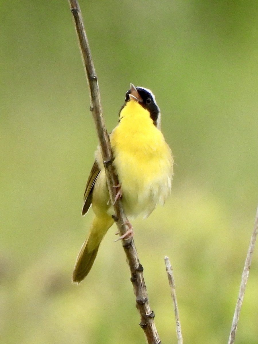 Common Yellowthroat - debbie martin