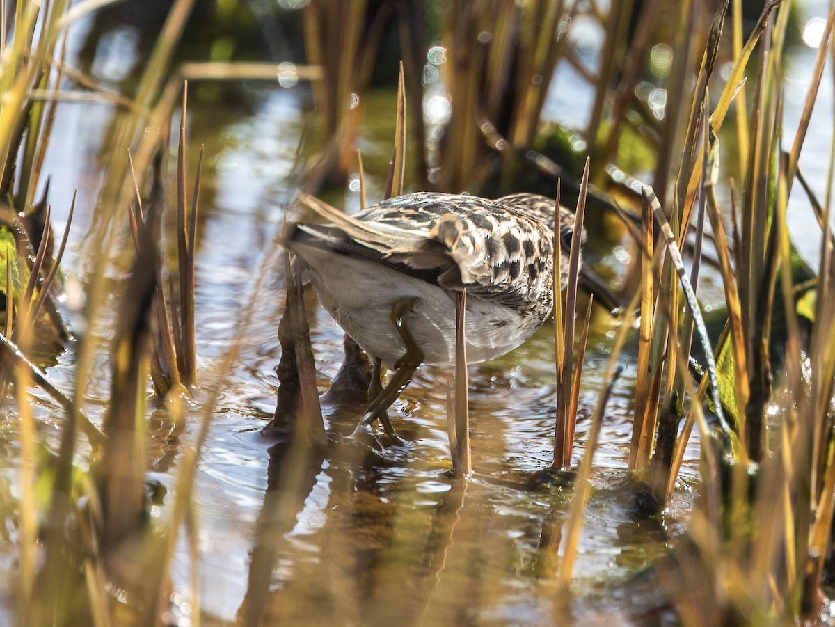 Long-toed Stint - Andrew Kenny