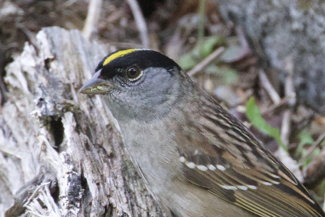 キガシラシトド - ML619441421